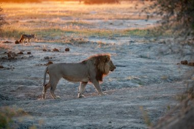 Aslan savanada yürüyor