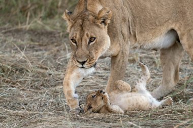 Genç anne aslan yavrusu.