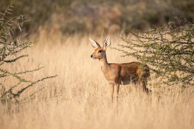 Impala Afrika 'da vahşi doğada Afrika savosu ve Boavirüsü' nün doğasında