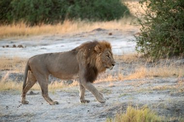 lion in the savannah of botswana