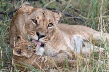 young lions and lion