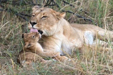 Aslanlar çalıların üzerinde oynuyorlar