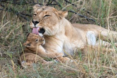 Güney Afrika 'daki Kruger Ulusal Parkı' nda aslan yavrusu.