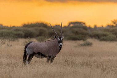 Bir erkek ceylan otlağın ortasında duruyor.