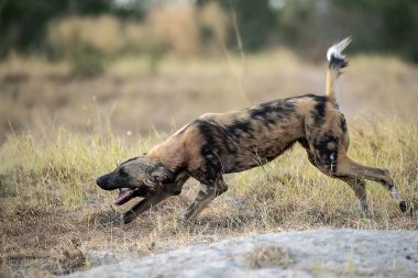 Doğada, çimenlerde koşan bir köpek. Evcil hayvan, doğadaki köpek.