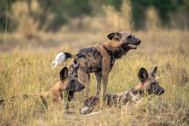 Parkta vahşi köpek