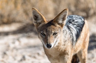 Çölde bir kızıl tilkinin portresi.