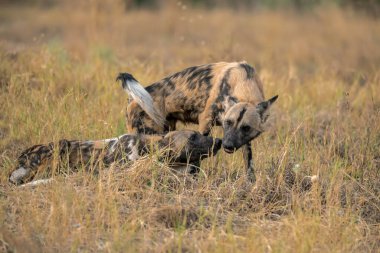 Afrika 'nın vahşi hyaenası, Güney Afrika