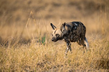 Kruger Park 'ın çimlerindeki sırtlan.