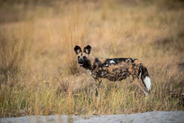 Otların arasındaki köpek