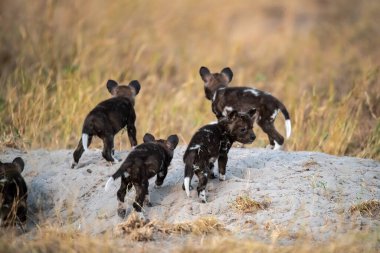 Vahşi doğada siyah köpekler