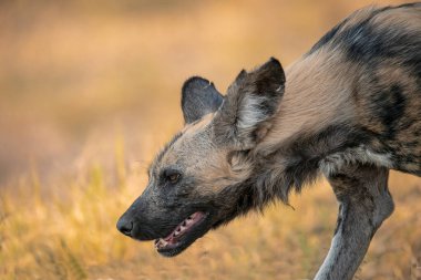 Sırtlan köpek otların arasında yürüyor.