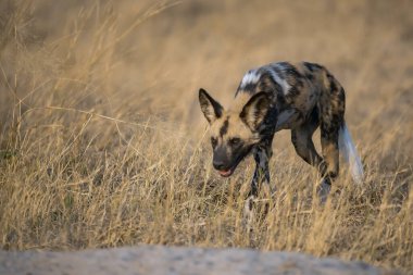 Afrika 'daki Kruger Ulusal Parkı' nın ortasında yürüyen vahşi bir sırtlan..