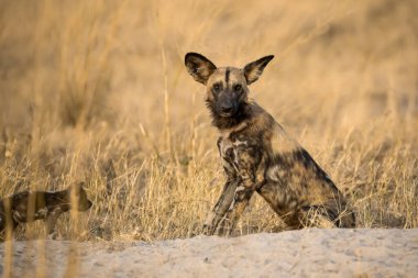 Güney Afrika 'daki Afrika savanasında, kumdaki köpek.