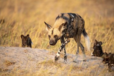 Afrika Vahşi Köpeği Kruger Park, Güney Afrika 'da