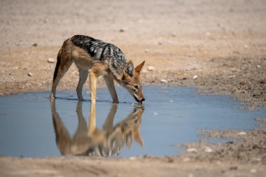 Namibya 'daki Etoşa Ulusal Parkı' nda suyun ortasında vahşi bir Afrikalı çakal.