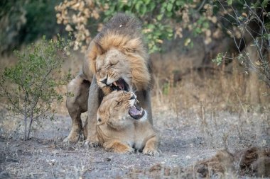 Afrika 'daki Kruger Ulusal Parkı' nda aslan var..