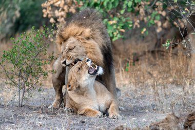 Afrika savanındaki aslan.