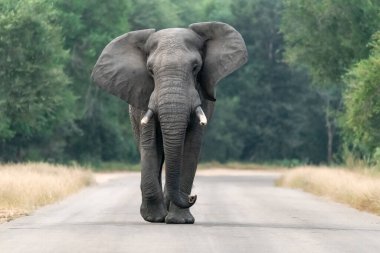 Kameranın doğru yürüyen fil.