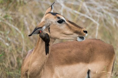 Afrika 'nın güneyindeki Kruger Ulusal Parkı' nda dişi antilop (impala ceros melampus)..