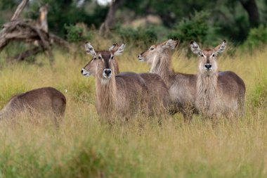 Güney Afrika 'daki Kruger Ulusal Parkı' nda antilop ailesiyle birlikte dişi bir kukudu..
