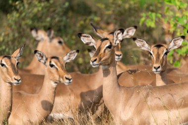 ormandaki geyik grupları