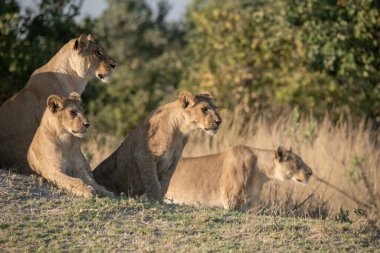 lion lioness, panthera leo, female cub, resting