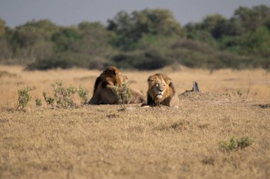 Kenya 'daki savanda aslanlar