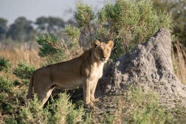 Namibya savanındaki çalılıklarda aslanım