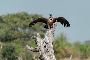 Siyah kuyruklu kartal, aegiaeus alicus, İspanya 'da doğal bir yaşam alanında.