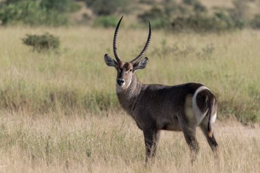 İmpala Etoşa Milli Parkı 'nda
