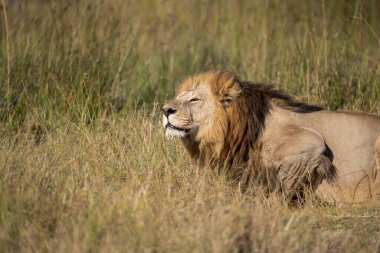 Savananın savanasında bir aslan