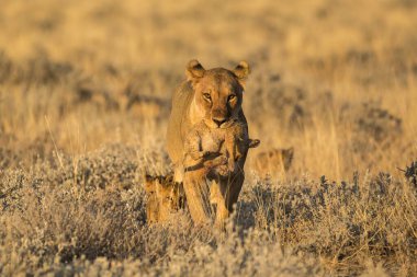 Savanadaki vahşi aslanlar