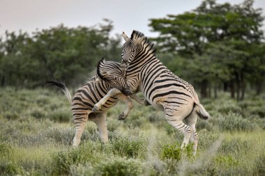 Afrika 'nın savanasında savaşan iki zebra.