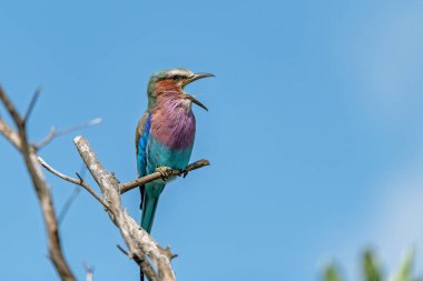 Kenya 'daki savanada mavi göğüslü silindir (kuş gibi silindir)