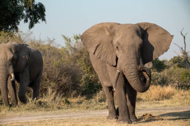 Afrika savanasındaki bir grup fil.