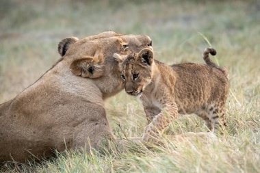 Aslan yavruları yerde oynuyor.