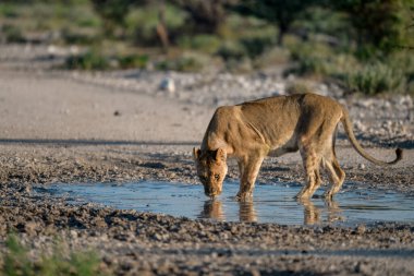 Etoşa Ulusal Parkı, Namibya, Afrika 'daki su birikintisinden su içen genç bir aslan.