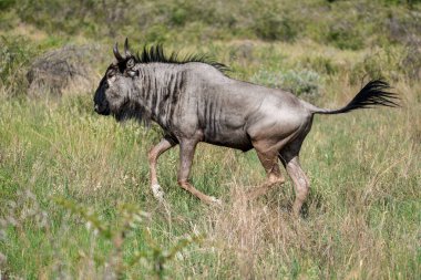 Savanada otlayan vahşi bir Afrika zebrasının güzel bir görüntüsü.