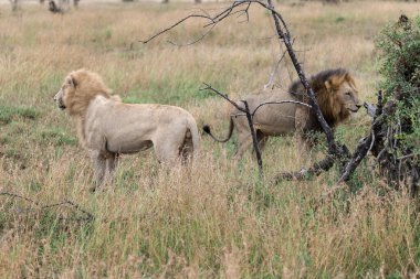 Güney Afrika 'da safaride aslanlar