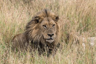 Güney Afrika 'daki Kruger Ulusal Parkı' nda aslan var.