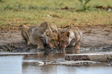 Suda içen bir çift genç aslan.