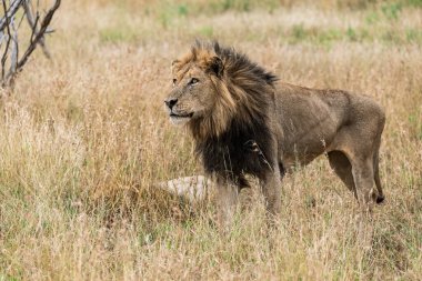 Kenya savanındaki aslan