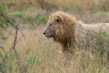 Kenya savanındaki aslan