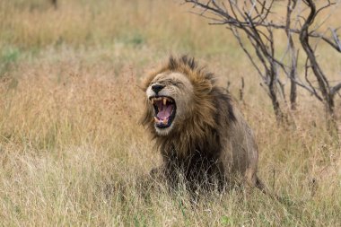 Afrika aslanı Kruger Ulusal Parkı, Güney Afrika Felidae 'nin Specie Panthera Leo' su