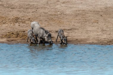 Çamurdaki su birikintisindeki Afrika su birikintisindeki vahşi mavi atlar. Afrikalı ailenin Specie ailesi.