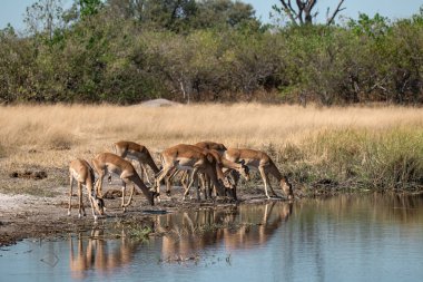 Güney Afrika 'daki Kruger Ulusal Parkı' nda bir grup Afrika suları (su çukuru) içme suyu..