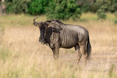 Afrika manda Kruger National park
