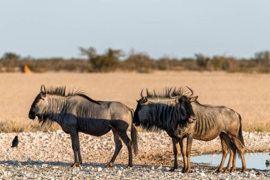bir grup antilop (taetes tachaetus), etonamib ulusal parkında içme suyu, namibya, afrika