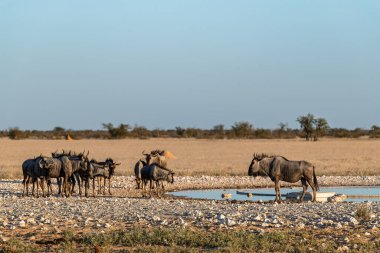 Etoşa Ulusal Parkı, Namibya 'da bir grup vahşi antilop içme suyu.